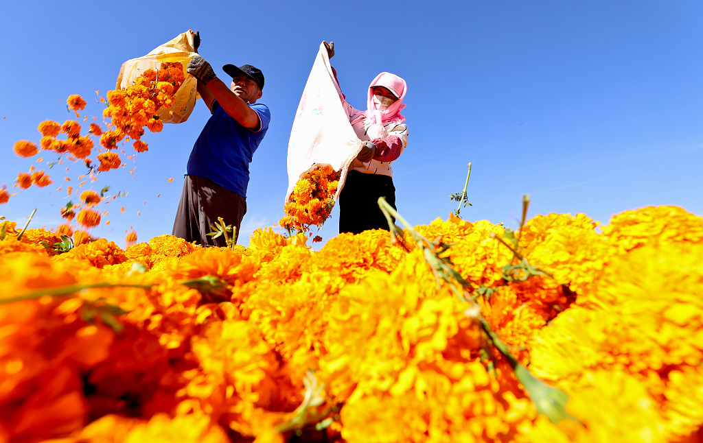 Farmers harvest marigold flowers at a cultivation base in a village in Shandan County, Gansu Province on August 21, 2024. /CFP