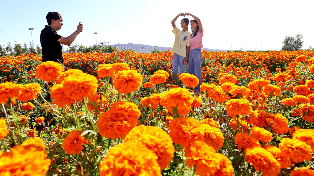 Orang-orang mengambil foto dengan bunga marigold yang sedang mekar di pangkalan budidaya di sebuah desa di Kabupaten Shandan, Provinsi Gansu pada 21 Agustus 2024. /CFP