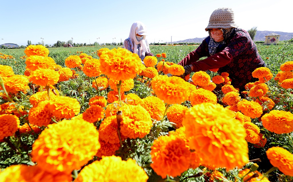 Farmers harvest marigold flowers at a cultivation base in a village in Shandan County, Gansu Province on August 21, 2024. /CFP