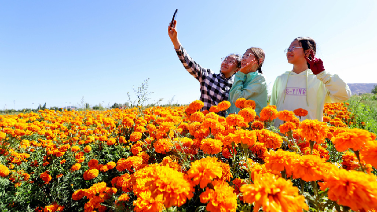 Blooming marigolds 'pave' golden way for rural rejuvenation in Gansu