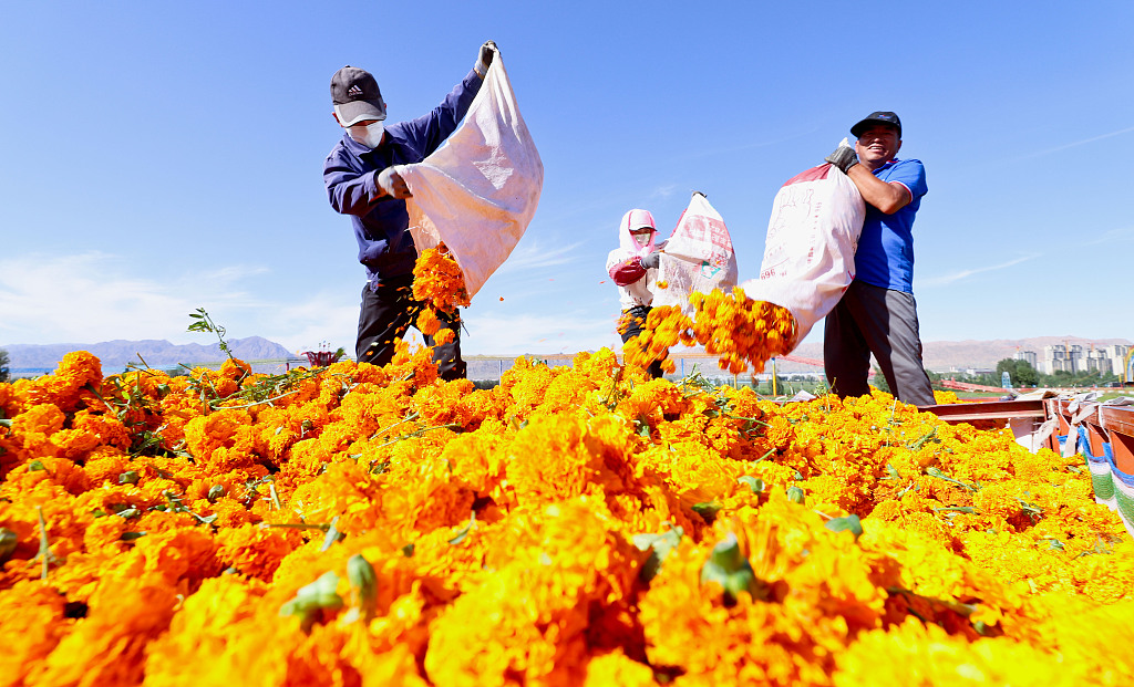 Farmers harvest marigold flowers at a cultivation base in a village in Shandan County, Gansu Province on August 21, 2024. /CFP