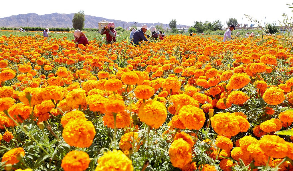 Farmers harvest marigold flowers at a cultivation base in a village in Shandan County, Gansu Province on August 21, 2024. /CFP