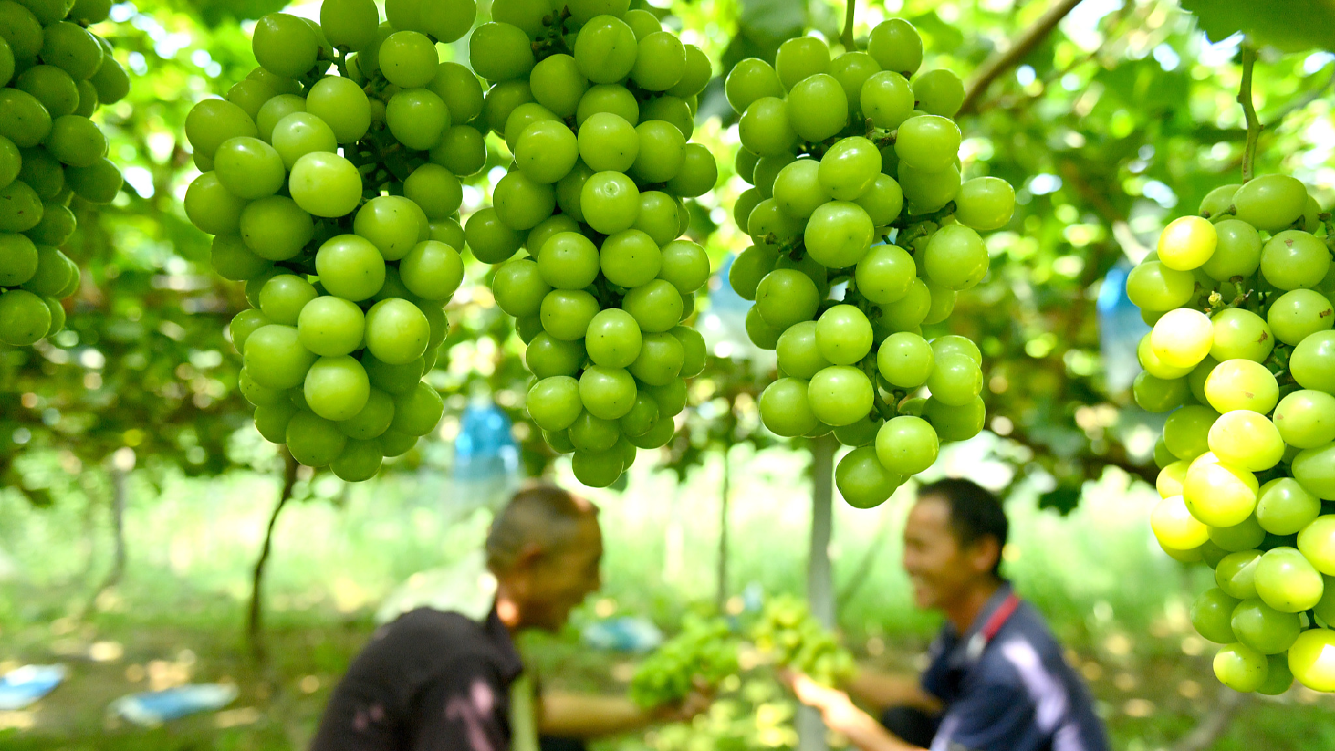 Grape vines bear fruit of rural revitalization in central China