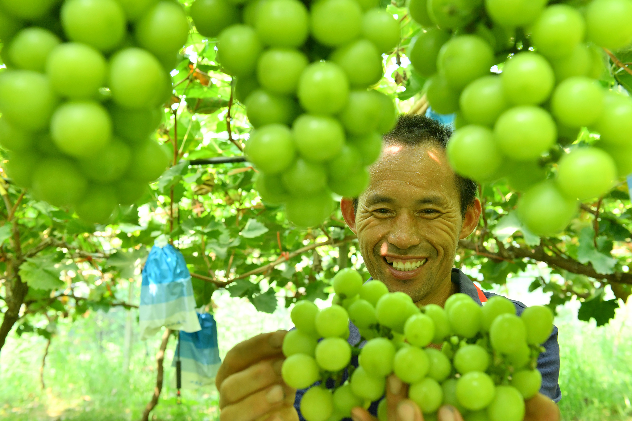 A farmer picks Shine Muscat grapes in Humenglou Village in Shangqiu City, Henan Province on August 21, 2024. /CFP