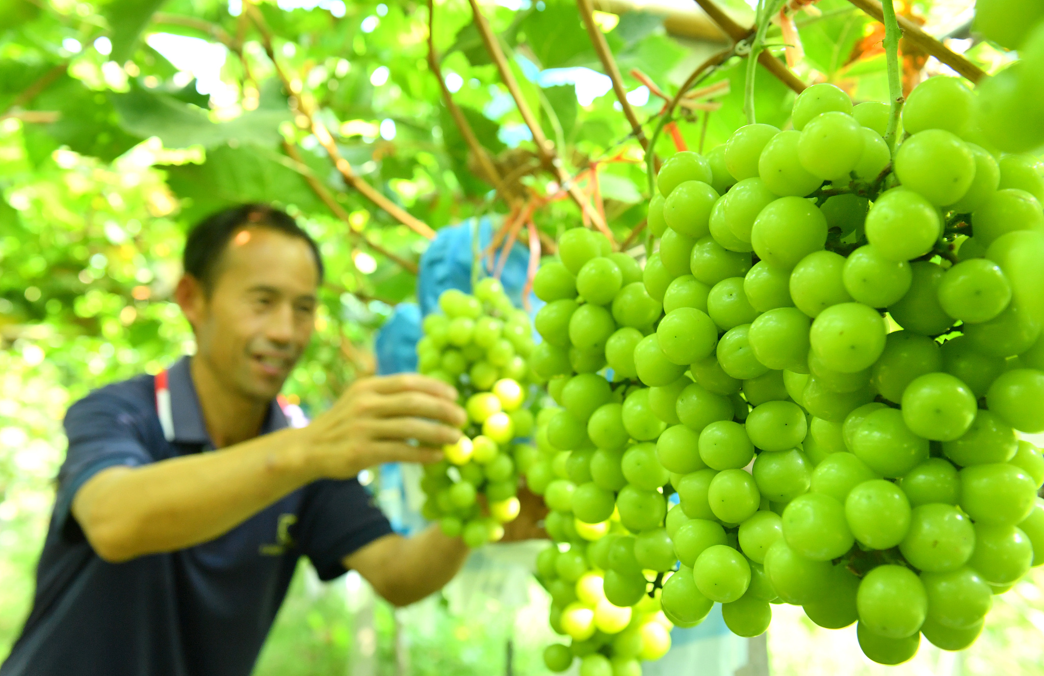 A farmer picks Shine Muscat grapes in Humenglou Village in Shangqiu City, Henan Province on August 21, 2024. /CFP