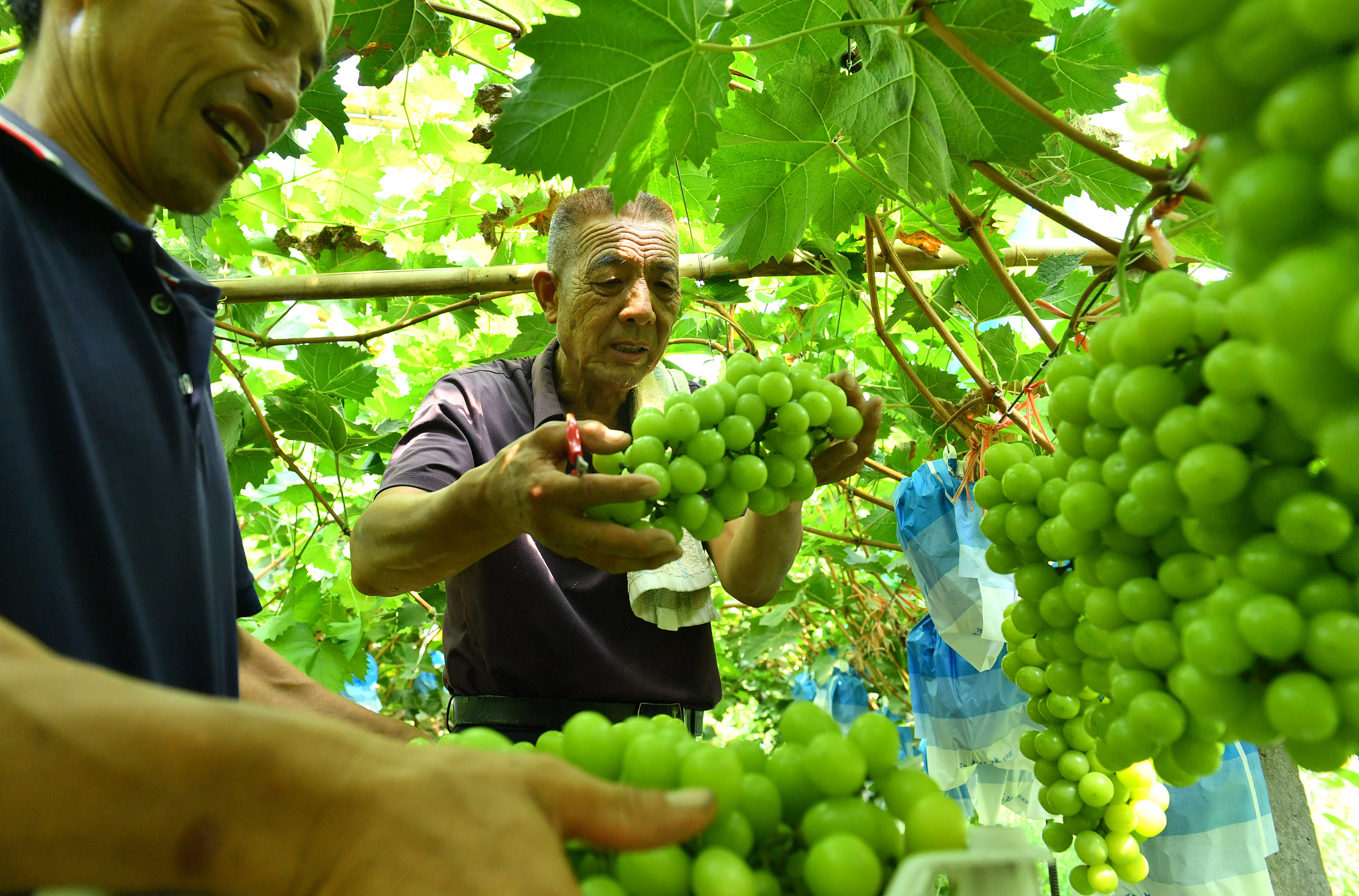 Farmers harvest Shine Muscat grapes in Humenglou Village in Shangqiu City, Henan Province on August 21, 2024. /CFP