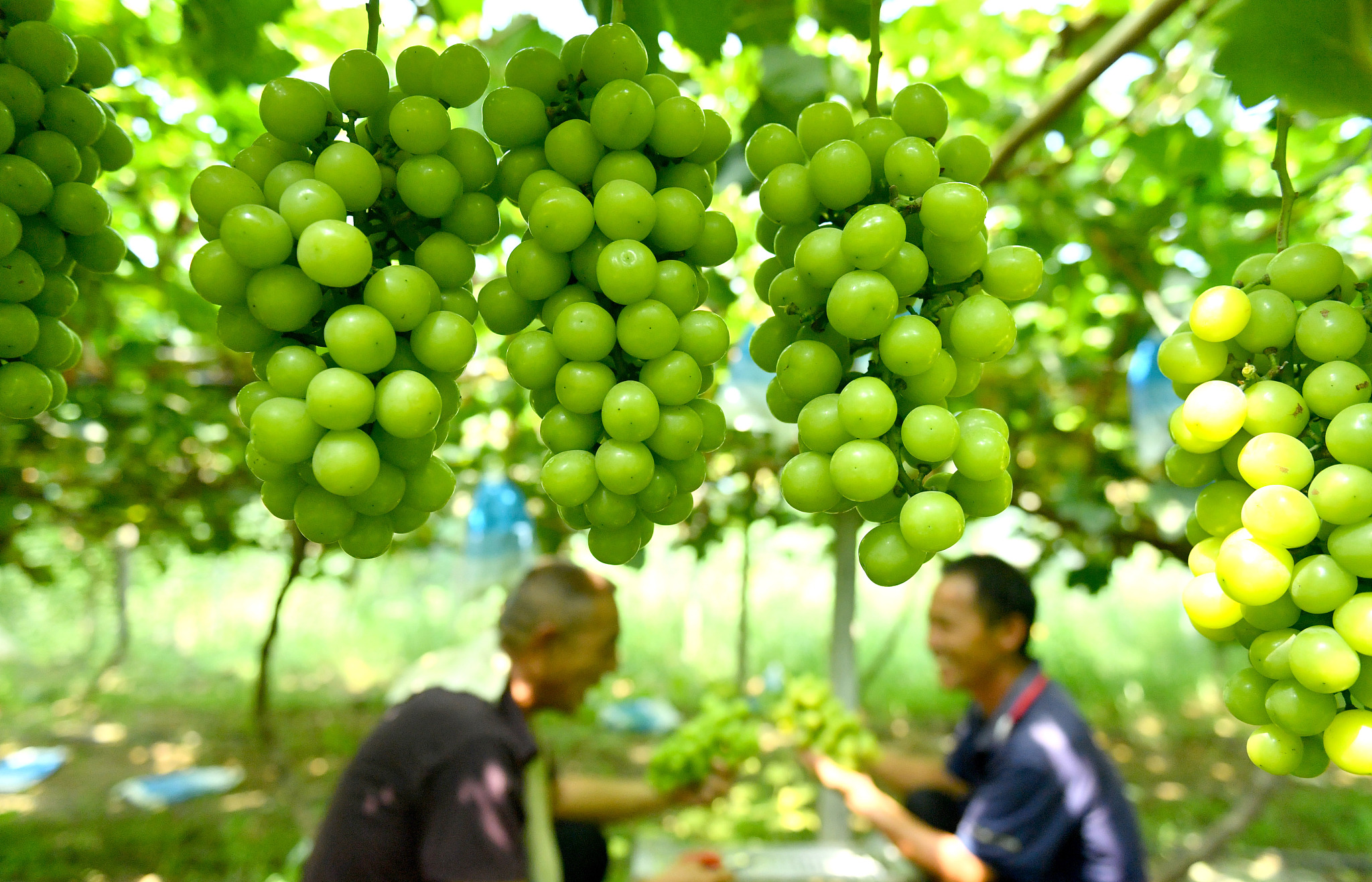 Farmers harvest Shine Muscat grapes in Humenglou Village in Shangqiu City, Henan Province on August 21, 2024. /CFP