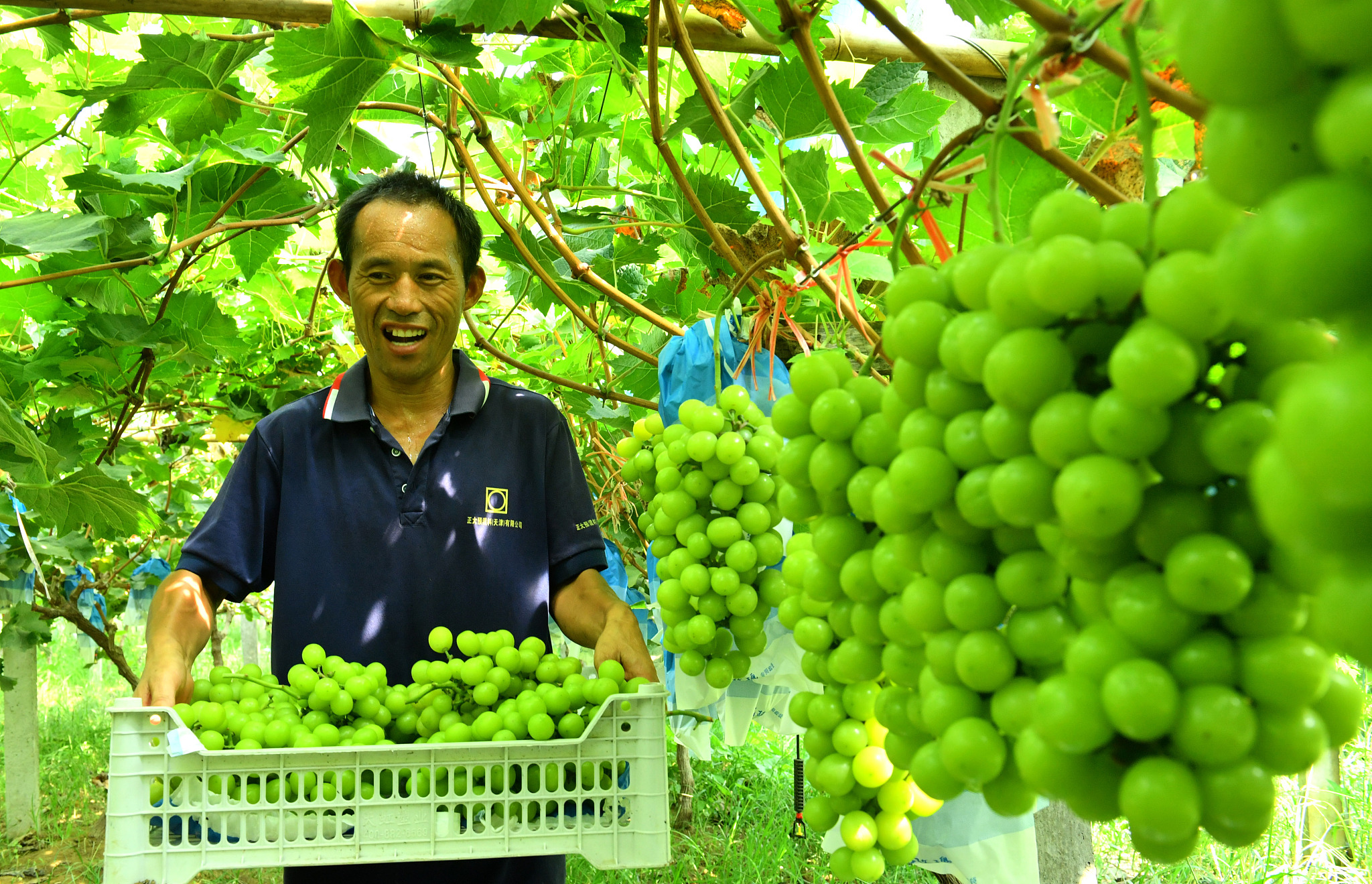 A farmer smiles as he carries a basket of freshly harvested Shine Muscat grapes in Humenglou Village of Shangqiu City, Henan Province on August 21, 2024. /CFP