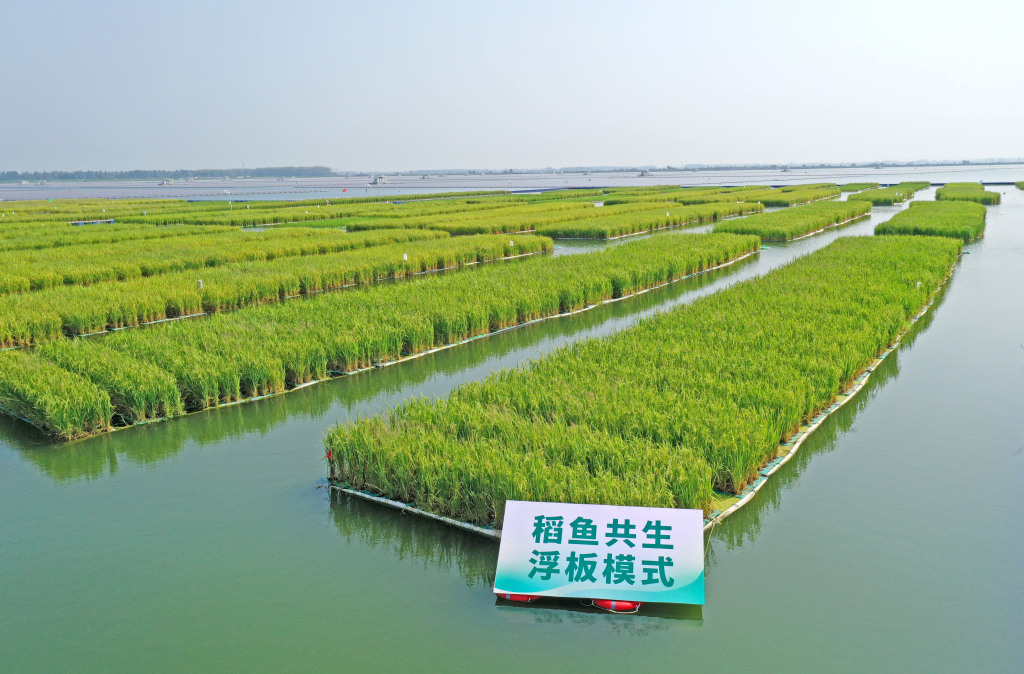 A total of 50 acres of floating green rice fields are seen thriving on the water surface of a coal mine subsidence area in Guqiao Town, Huainan City, Anhui Province on August 22, 2024. /CFP