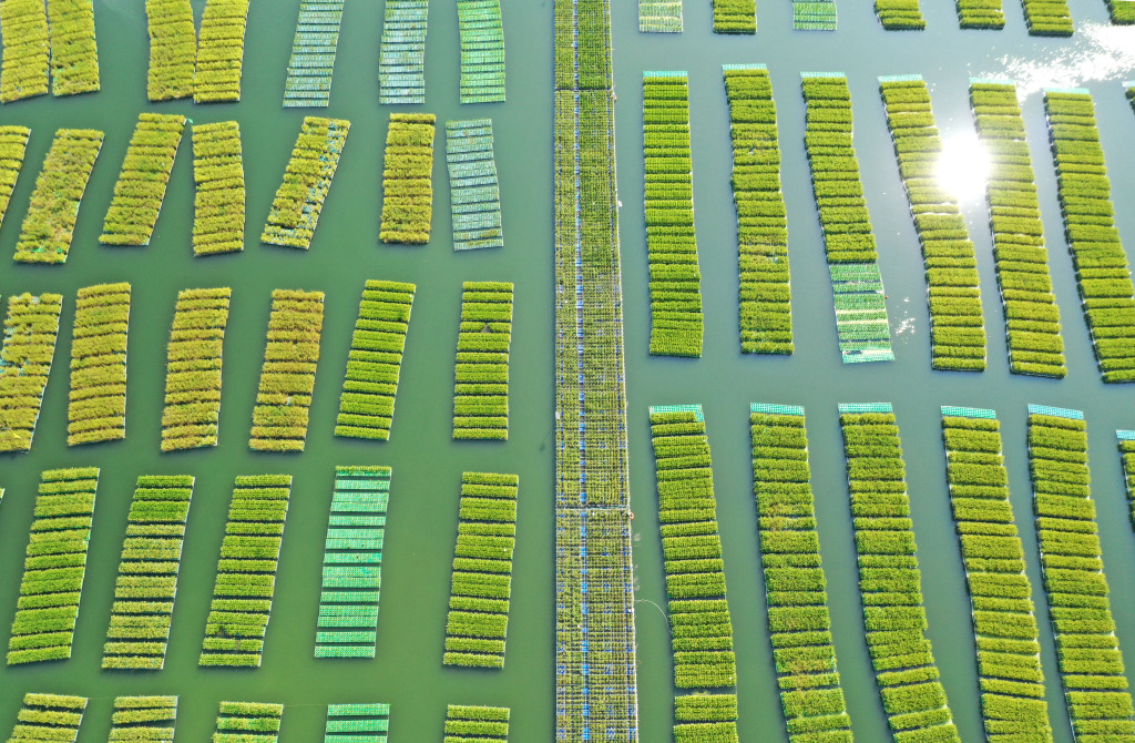 A total of 50 acres of floating green rice fields are seen thriving on the water surface of a coal mine subsidence area in Guqiao Town, Huainan City, Anhui Province on August 22, 2024. /CFP