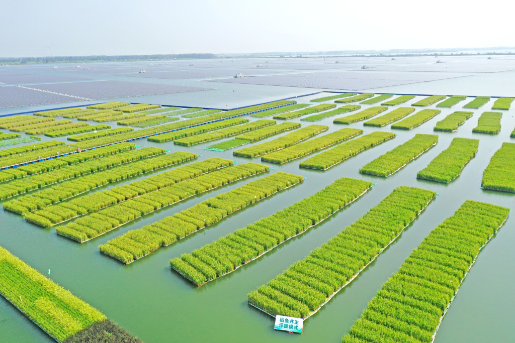 A total of 50 acres of floating green rice fields are seen thriving on the water surface of a coal mine subsidence area in Guqiao Town, Huainan City, Anhui Province on August 22, 2024. /CFP