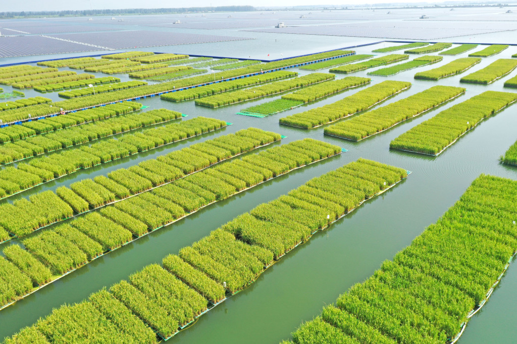 A total of 50 acres of floating green rice fields are seen thriving on the water surface of a coal mine subsidence area in Guqiao Town, Huainan City, Anhui Province on August 22, 2024. /CFP