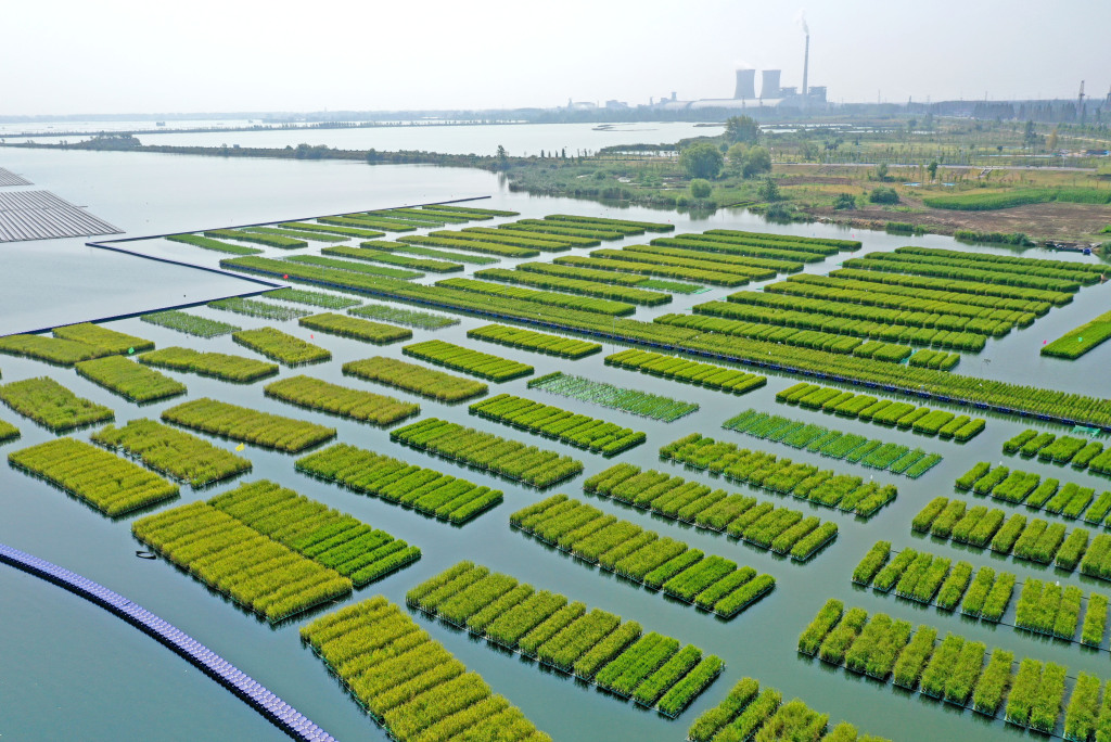 A total of 50 acres of floating green rice fields are seen thriving on the water surface of a coal mine subsidence area in Guqiao Town, Huainan City, Anhui Province on August 22, 2024. /CFP