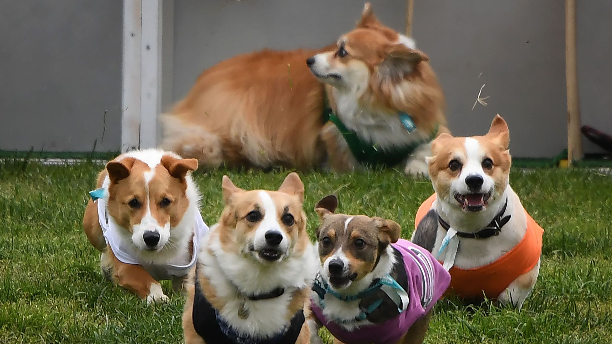 Live: Dogs and owners gather in Lithuania for corgi race, fashion show