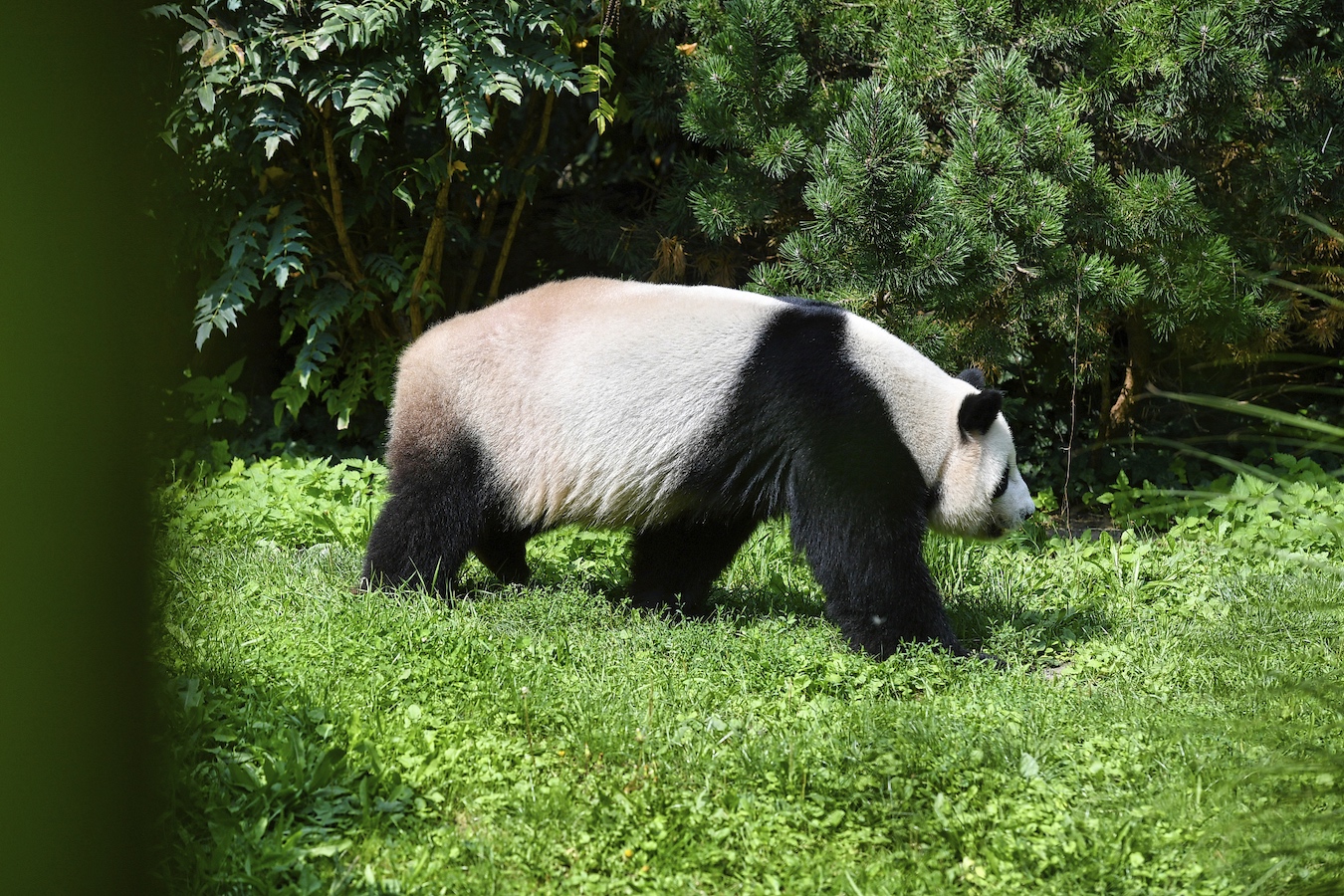 Panda father Jiao Qing roams through his enclosure at Berlin Zoo, while Meng Meng looks after their two babies inside, August 23, 2024. /CFP