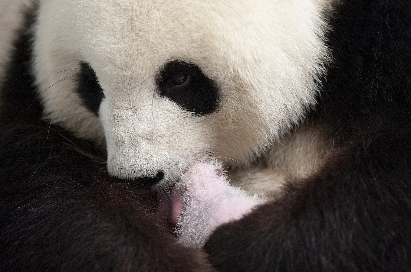 Giant panda mother Meng Meng with one of her twins at the Zoologischer Garten zoo in Berlin, September 13, 2019. /CFP