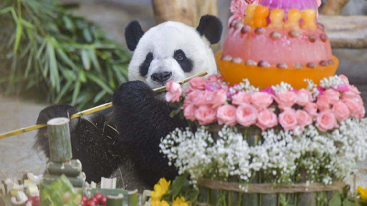 Panda duo celebrate birthday with visitors in Hainan