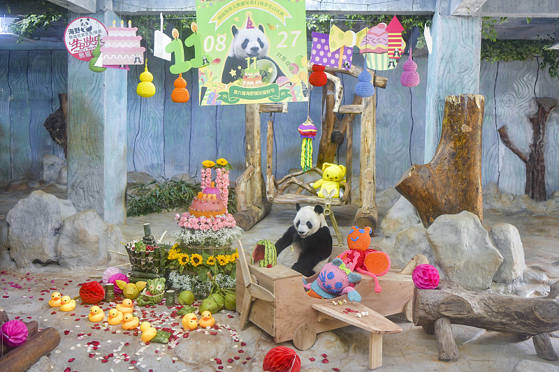 Giant panda Shunshun eats a special birthday cake at the Hainan Tropical Wildlife Park and Botanical Garden in Haikou City, Hainan Province, August 24, 2024. /CFP