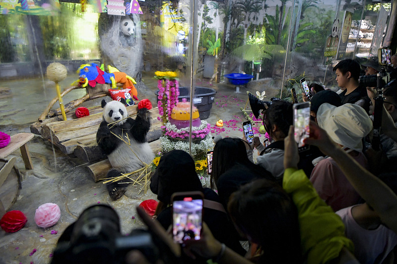 Visitors take photos of a giant panda birthday party at the Hainan Tropical Wildlife Park and Botanical Garden in Haikou City, Hainan Province, August 24, 2024. /CFP