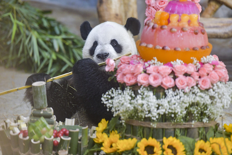 Giant panda Shunshun eats a special birthday cake at the Hainan Tropical Wildlife Park and Botanical Garden in Haikou City, Hainan Province, August 24, 2024. /CFP