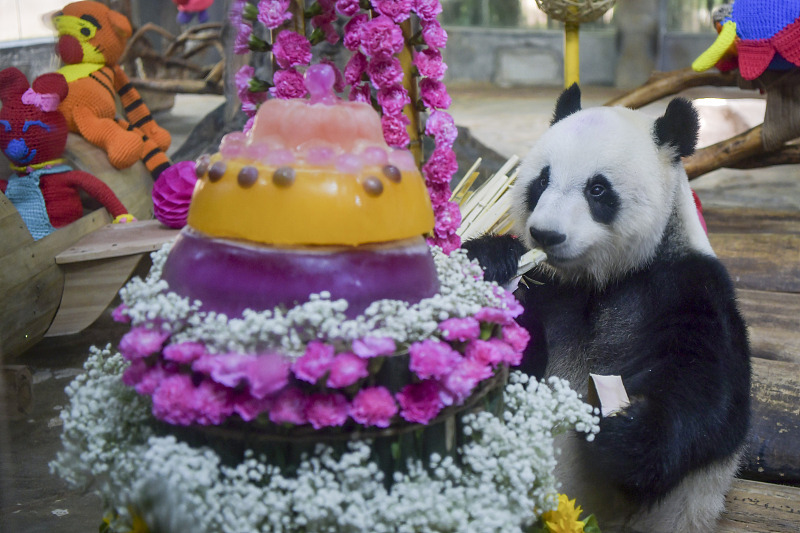 Giant panda Gonggong eats a special birthday cake at the Hainan Tropical Wildlife Park and Botanical Garden in Haikou City, Hainan Province, August 24, 2024. /CFP