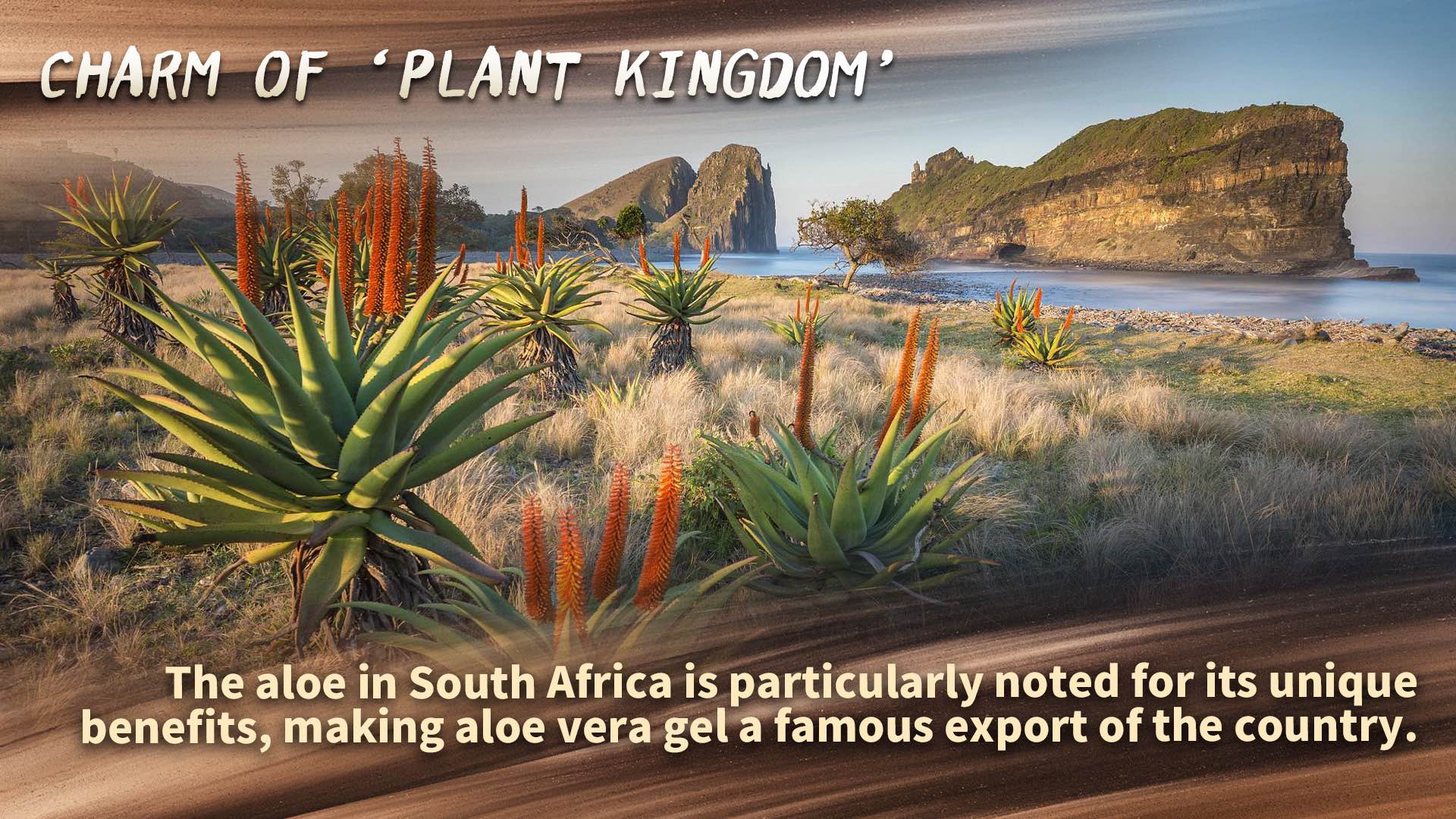 South Africa: The charm of the 'plant kingdom'