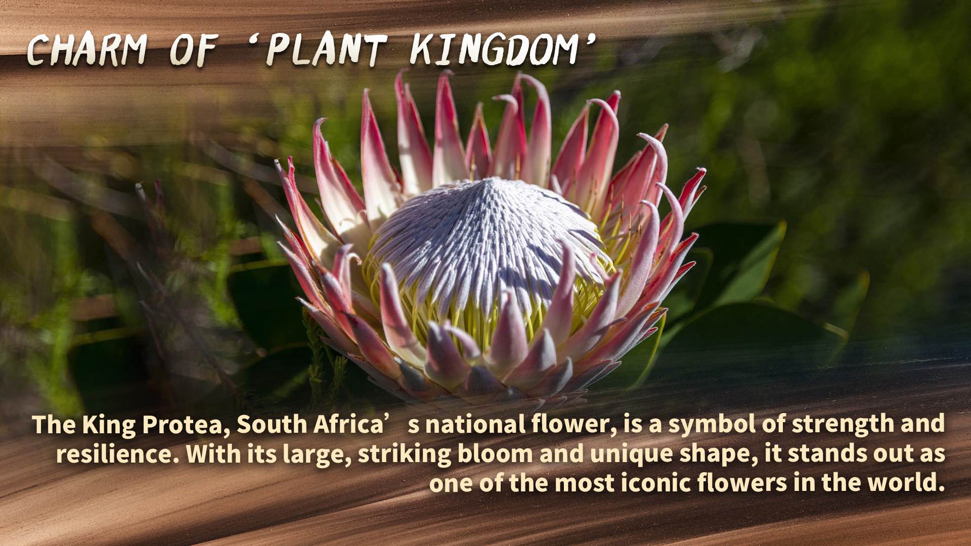 South Africa: The charm of the 'plant kingdom'