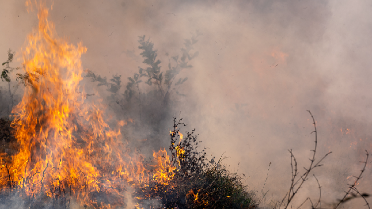 Wildfires spread through sugarcane fields in southeast Brazil