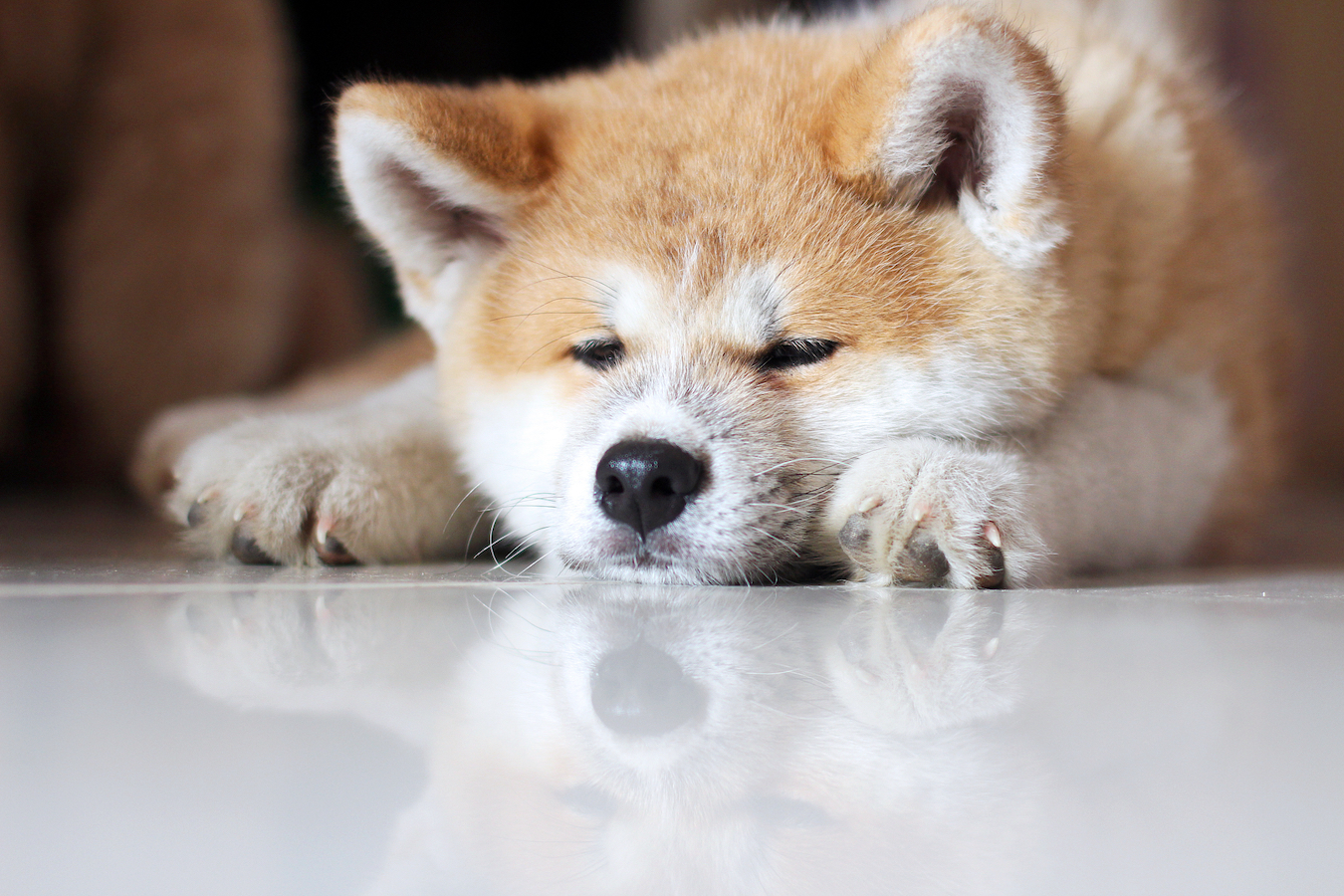 A sleeping Akita. /CFP