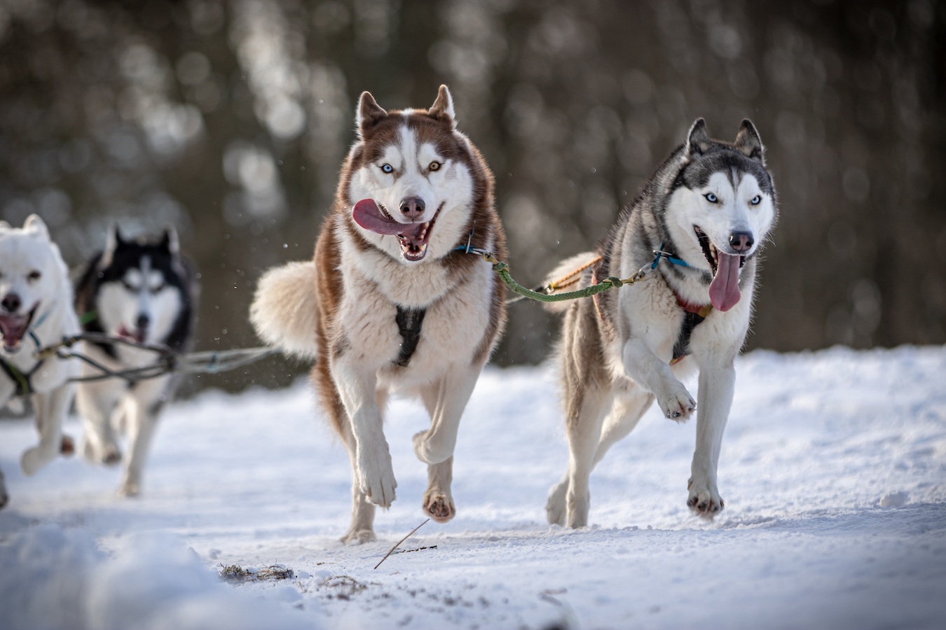 Sled dogs run on a snow field. /CFP