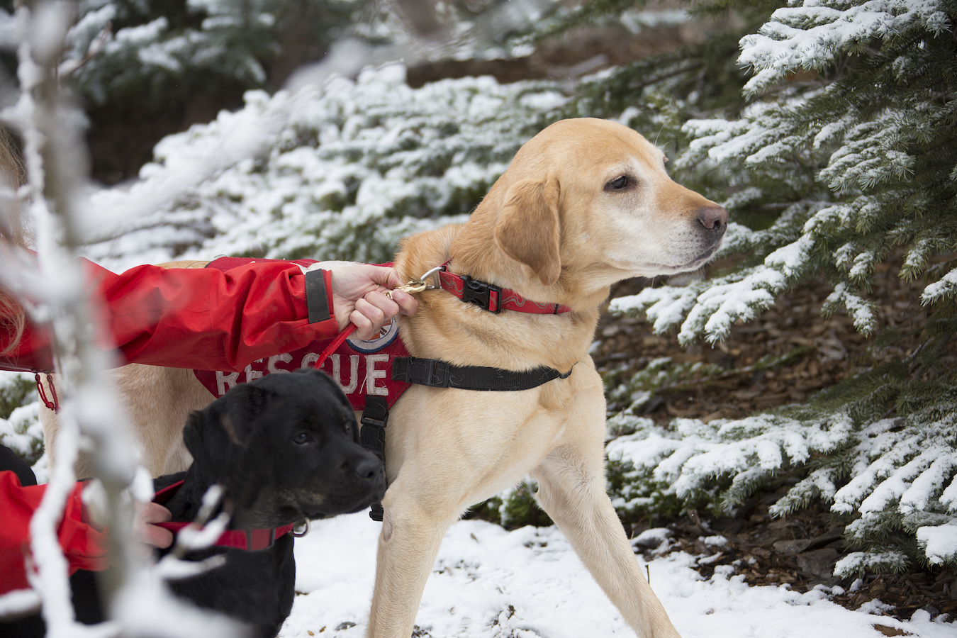 Rescue dogs during a training session. /CFP