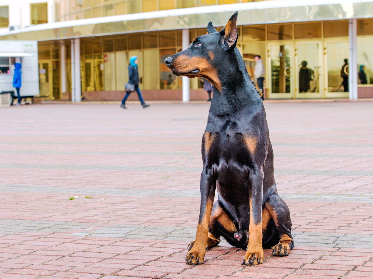 A Dobermann on guard. /CFP