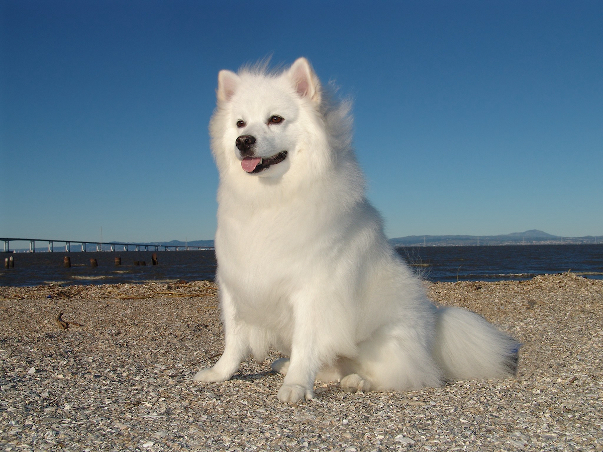 An American Eskimo dog. /CFP