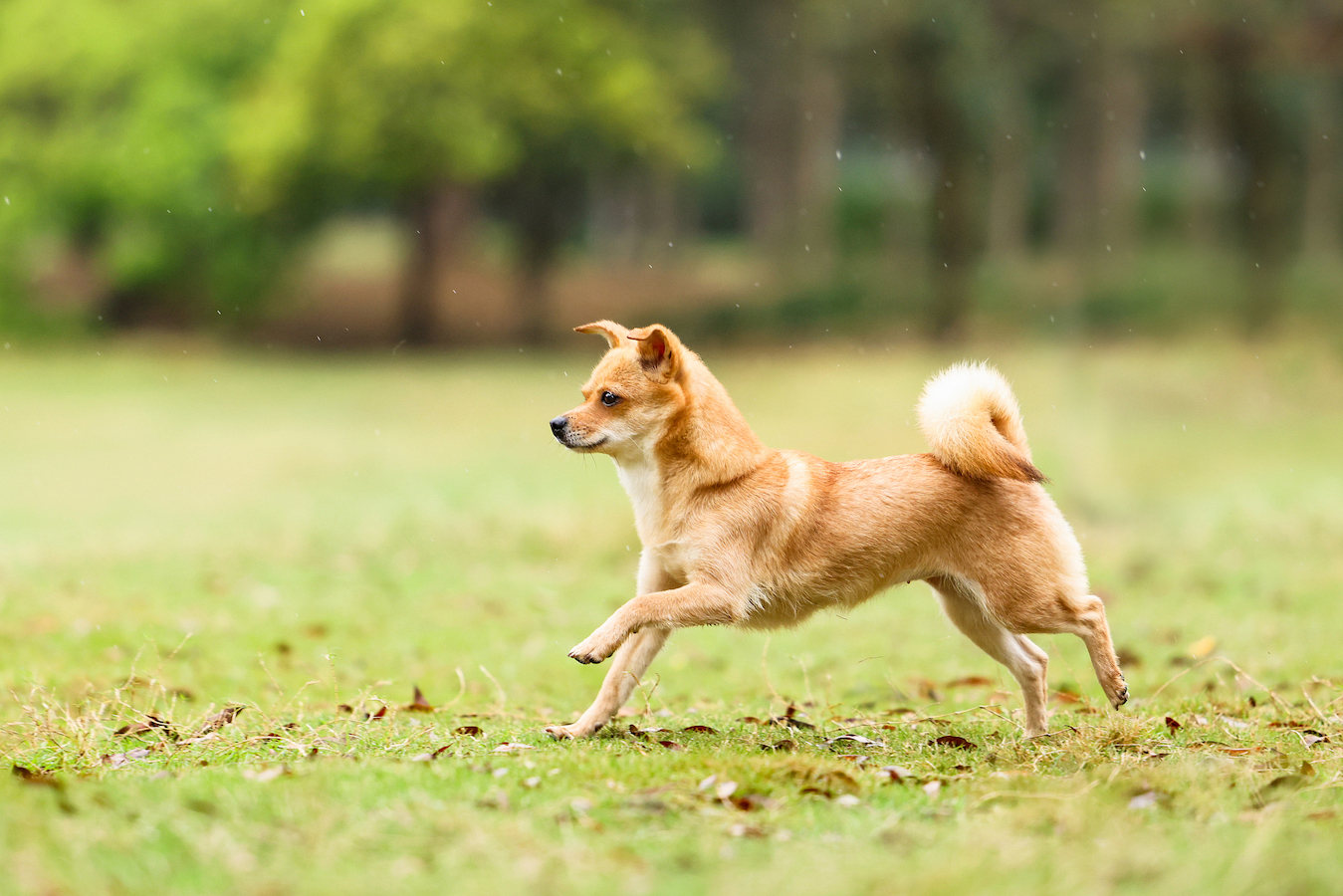 A goose-stepping Chinese pastoral dog. /CFP