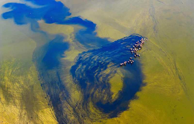 An aerial photo shows a herd of wild milu deer at the Tiaozini Wetland Park in Yancheng City, Jiangsu Province, August 23, 2024. /CFP