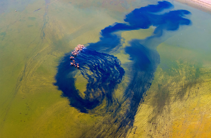 An aerial photo shows a herd of wild milu deer at the Tiaozini Wetland Park in Yancheng City, Jiangsu Province, August 23, 2024. /CFP