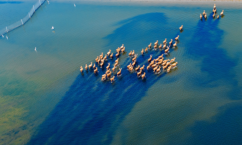 An aerial photo shows a herd of wild milu deer at the Tiaozini Wetland Park in Yancheng City, Jiangsu Province, August 23, 2024. /CFP