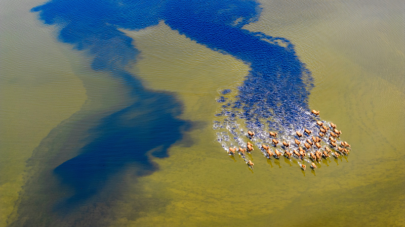 An aerial photo shows a herd of wild milu deer at the Tiaozini Wetland Park in Yancheng City, Jiangsu Province, August 23, 2024. /CFP