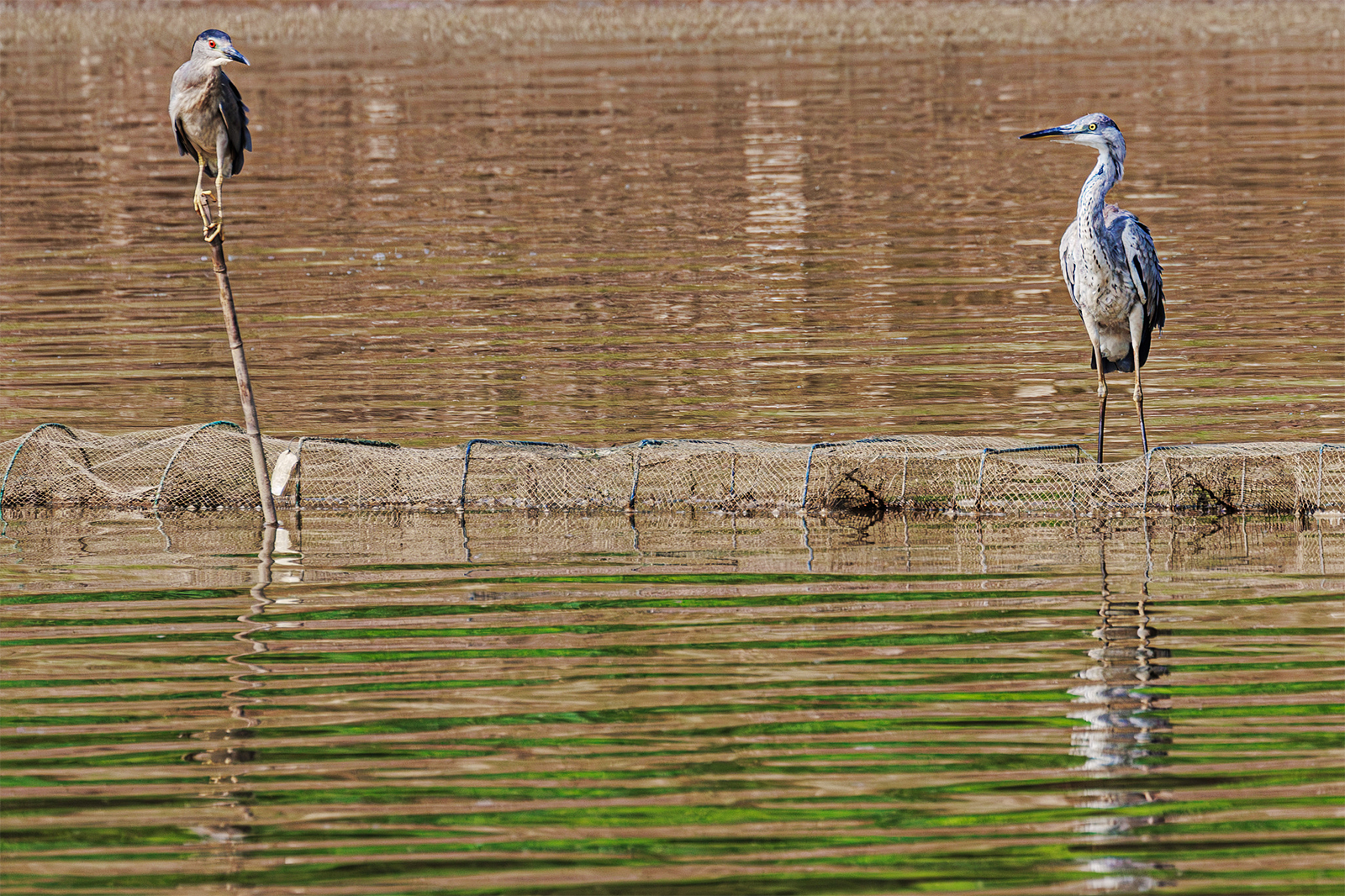 Birds rest at Diezi Lake in Nanchang, Jiangxi Province on August 25, 2024. /CFP