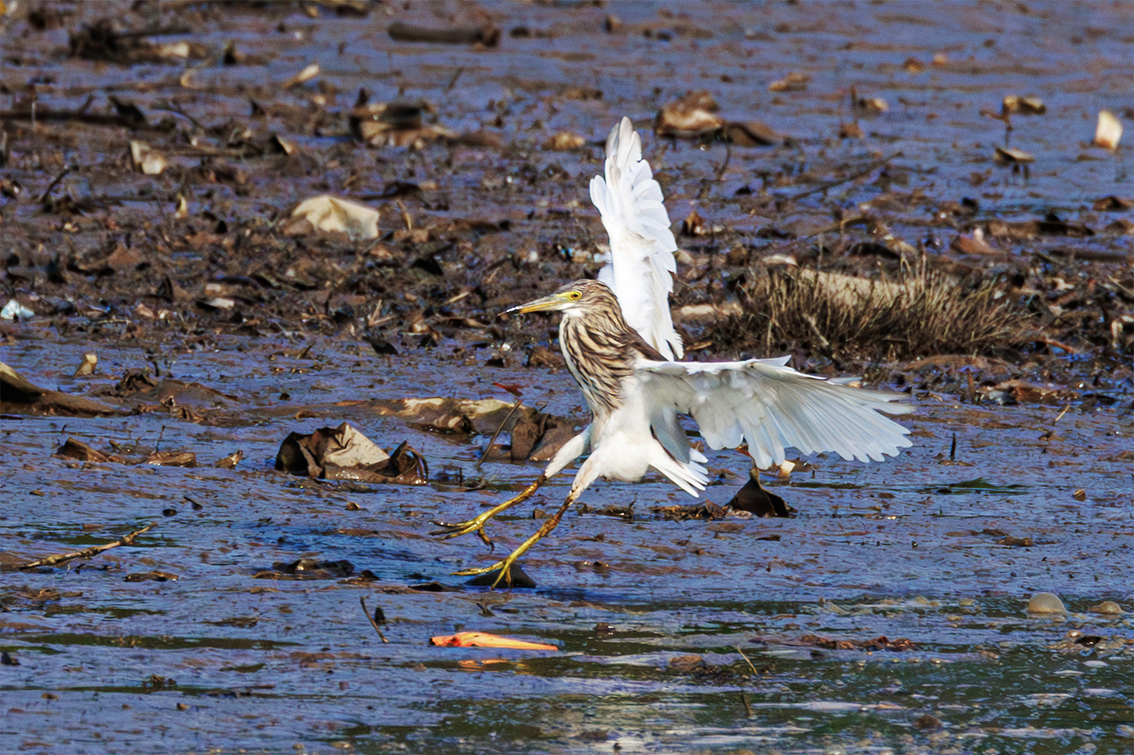 A bird descends on Diezi Lake in Nanchang, Jiangxi Province on August 25, 2024. /CFP