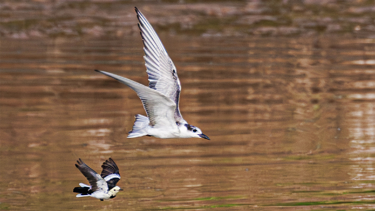 Winter and summer birds share Diezi Lake in Nanchang