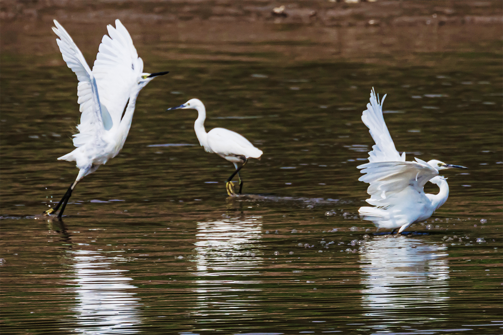 Egrets play at Diezi Lake in Nanchang, Jiangxi Province on August 25, 2024. /CFP