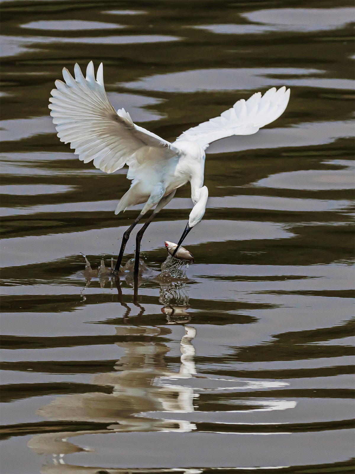 An egret fishes at Diezi Lake in Nanchang, Jiangxi Province on August 25, 2024. /CFP