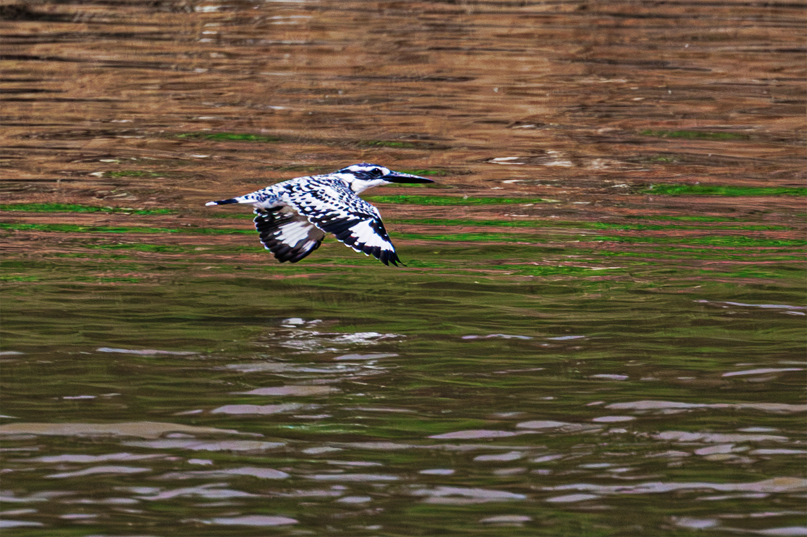 A bird flies over Diezi Lake in Nanchang, Jiangxi Province on August 25, 2024. /CFP