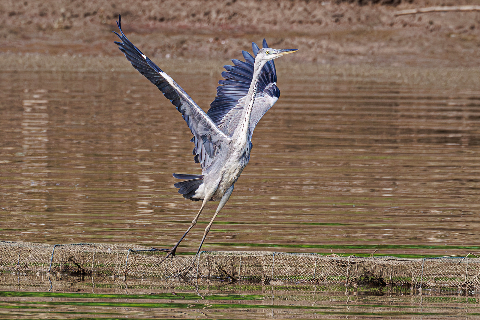 A bird spreads its wings at Diezi Lake in Nanchang, Jiangxi Province on August 25, 2024. /CFP