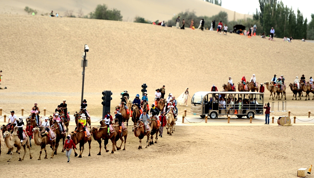 A photo taken on August 23, 2024 shows camels crossing a road when the camel traffic light turns green at the Mingsha Mountain and Crescent Spring scenic spot in Dunhuang, Gansu Province. /CFP