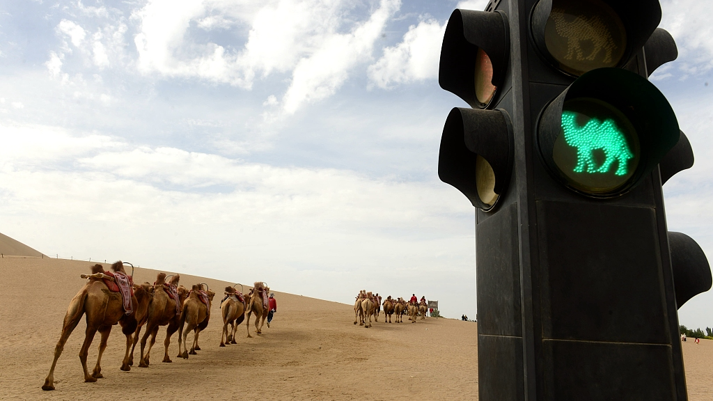 A photo taken on August 23, 2024 shows camels crossing a trail when the camel traffic light turns green at the Mingsha Mountain and Crescent Spring scenic spot in Dunhuang, Gansu Province. /CFP