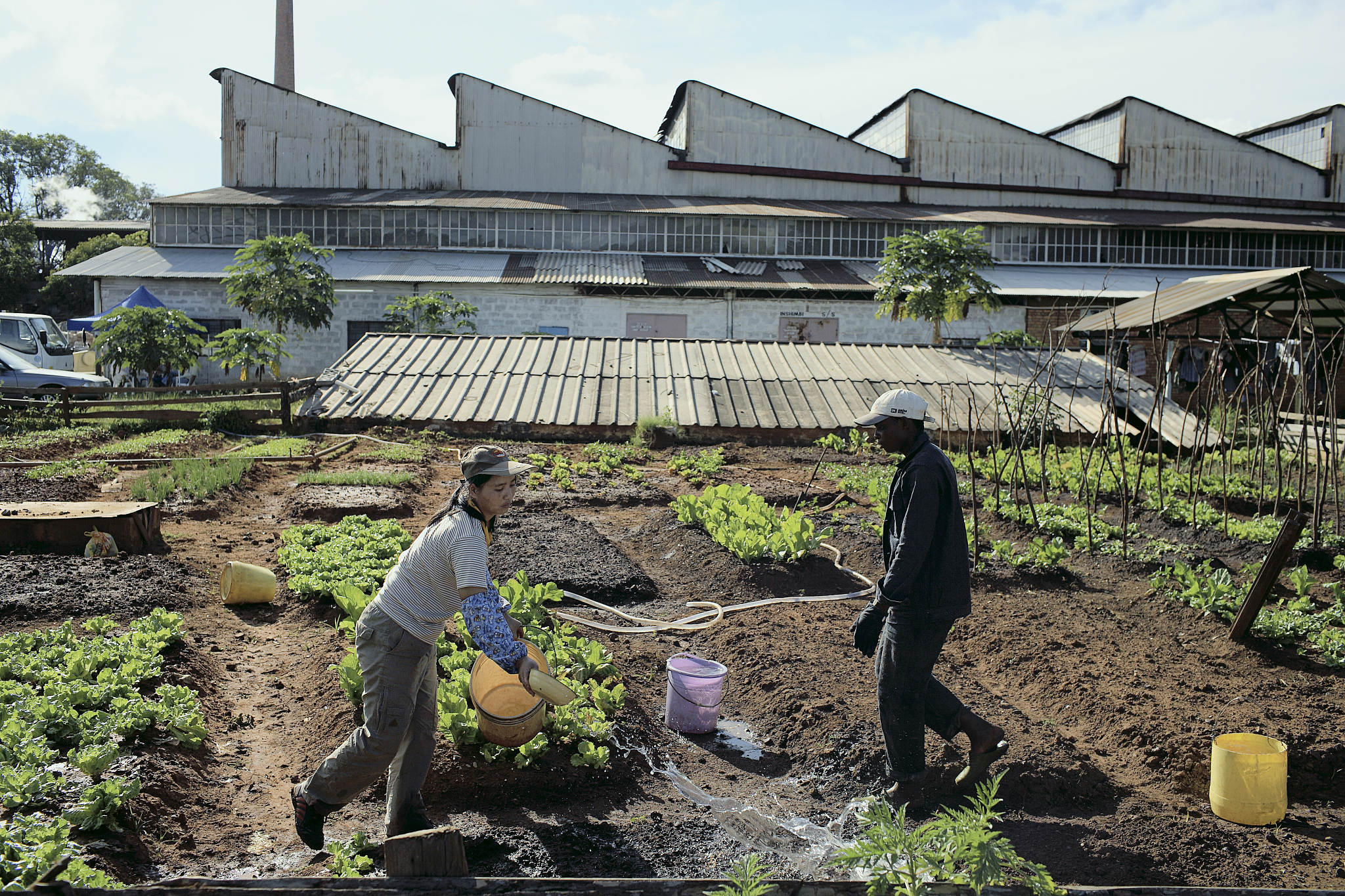 China-Africa agricultural cooperation sprouts green hopes