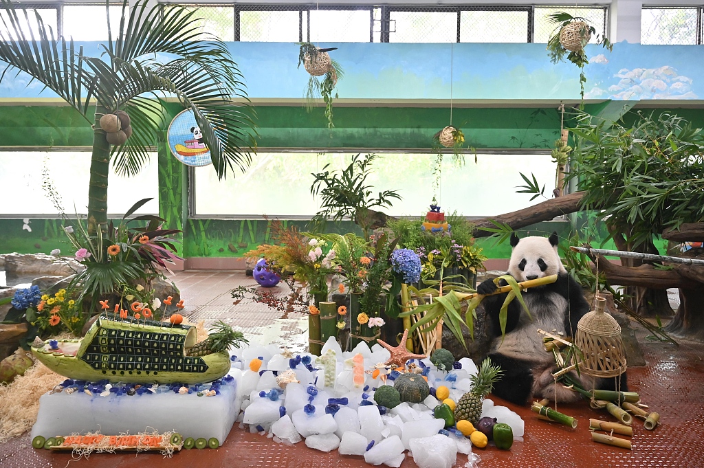 A photo taken on August 27, 2024 shows giant panda Xing Yi enjoying his birthday feast at Guangzhou Zoo in Guangzhou, Guangdong Province, China. /CFP