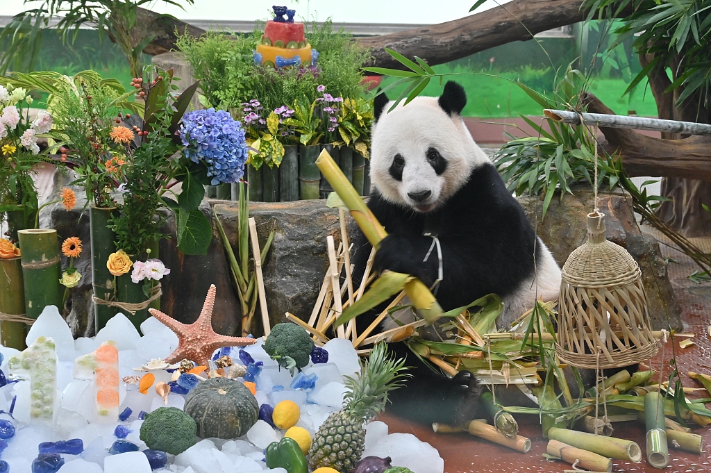 A photo taken on August 27, 2024 shows giant panda Xing Yi enjoying his birthday feast at Guangzhou Zoo in Guangzhou, Guangdong Province, China. /CFP